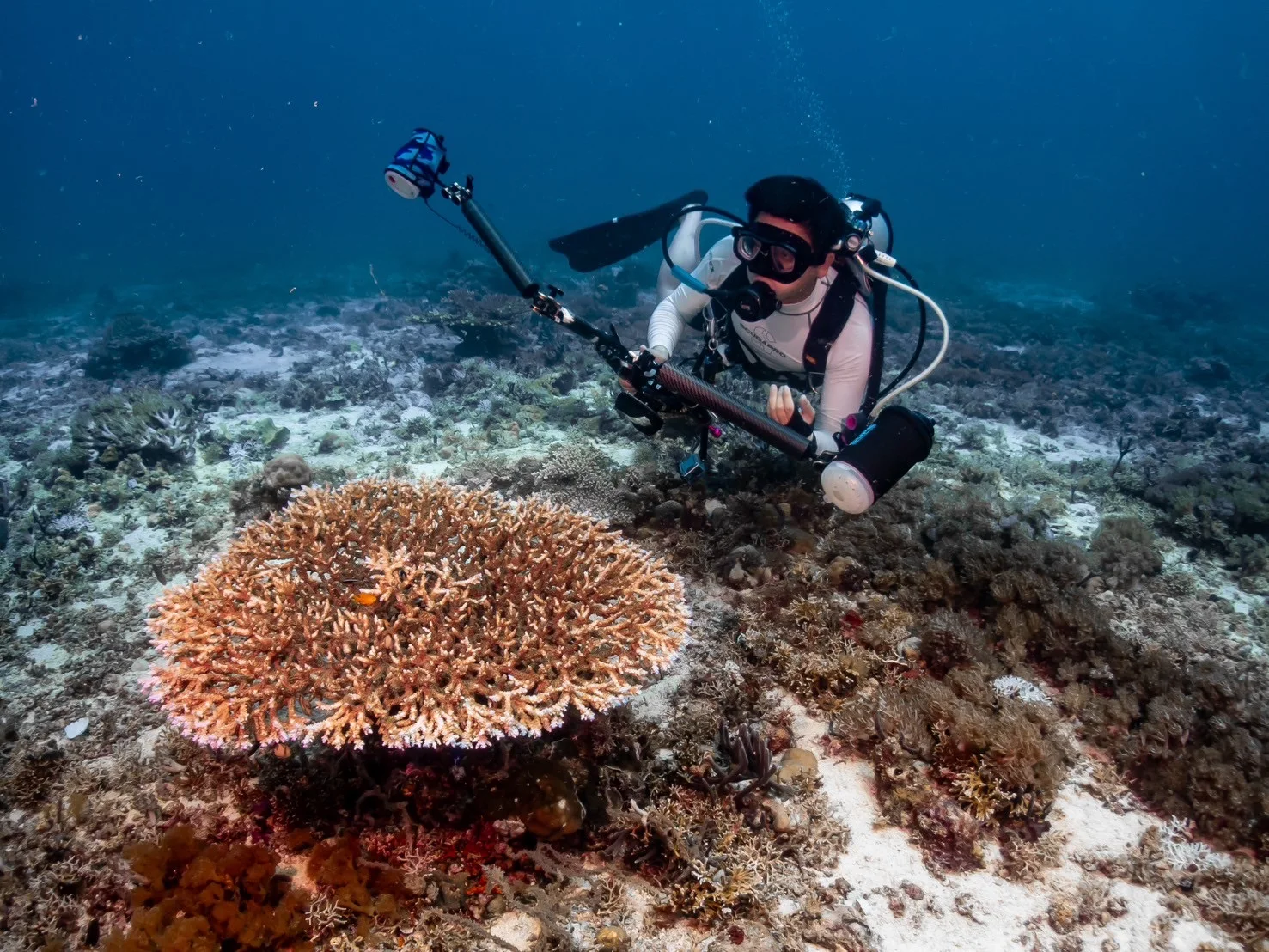 蔥頭在水下拍攝海洋生物